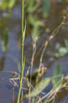 White fringed orchid